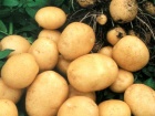 Сырой картофель содержит витамина C больше, чем яблоки